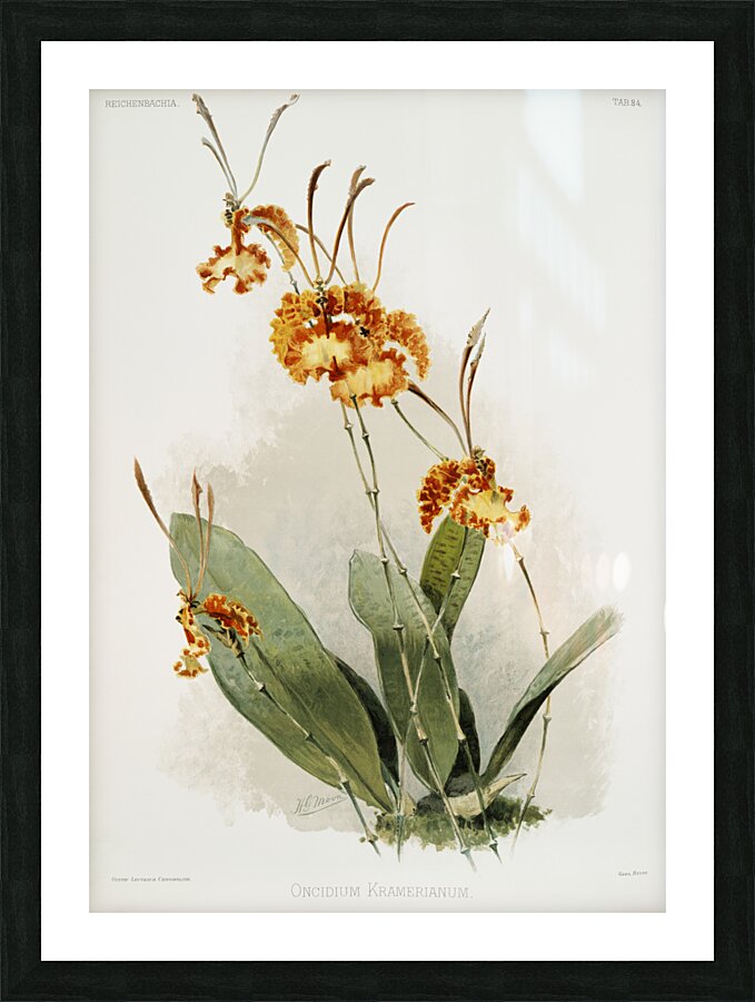 Oncidium kramerianum from Reichenbachia Orchids 1888-1894 illustrated by Frederick Sander 1847-1920.  Picture Frame print