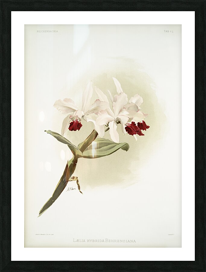 Lælia hybrida behrensiana from Reichenbachia Orchids 1888-1894 illustrated by Frederick Sander 1847-1920.  Picture Frame print