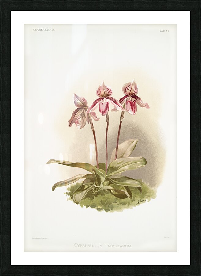 Cypripedium tautzianum from Reichenbachia Orchids 1888-1894 illustrated by Frederick Sander 1847-1920.  Picture Frame print