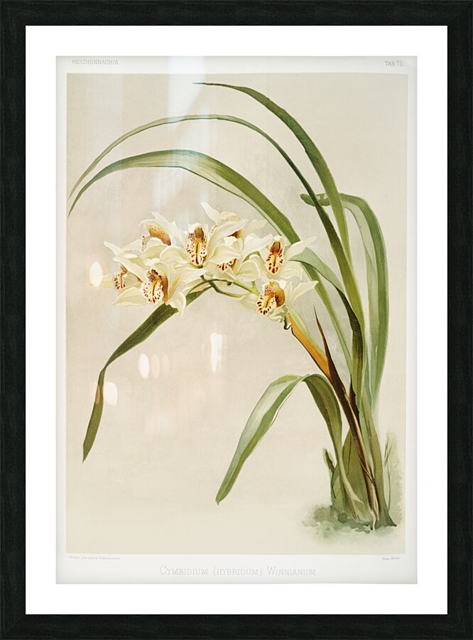 Cymbidium hybridum winnianum from Reichenbachia Orchids 1888-1894 illustrated by Frederick Sander 1847-1920.  Picture Frame print