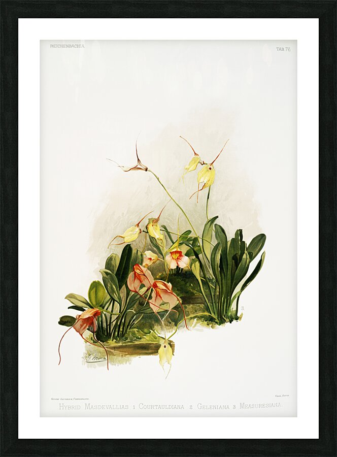 Hybrid masdevallias courtauldiana geleniana and measuresiana from Reichenbachia Orchids 1888-1894 illustrated by Frederick Sander 1847-1920.  Picture Frame print