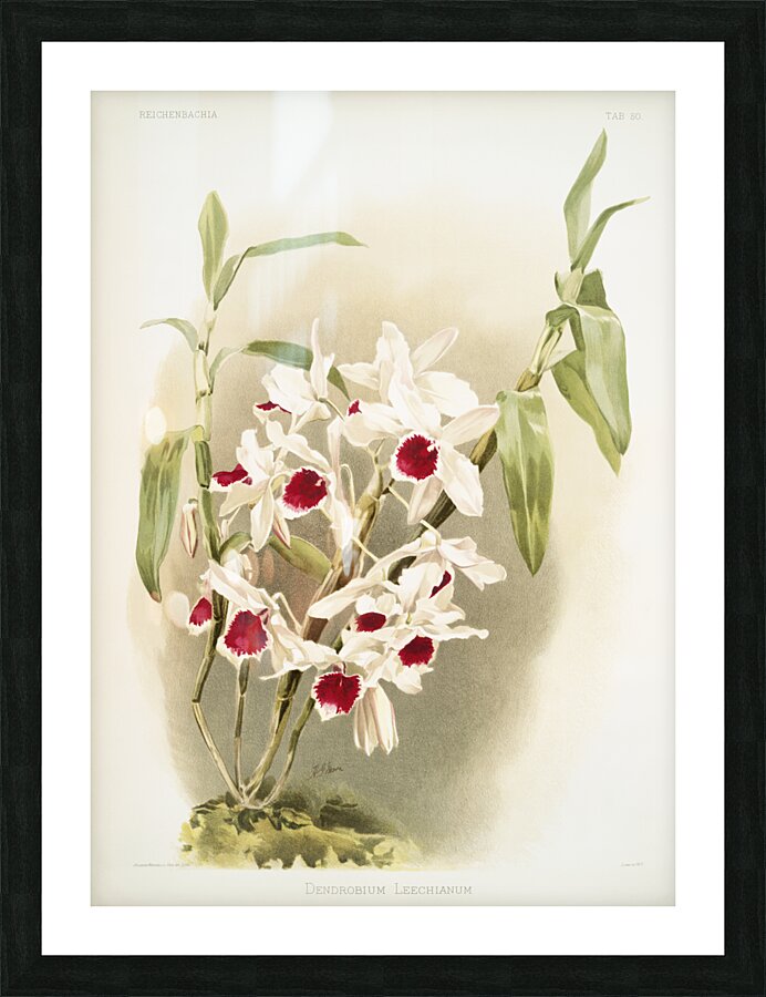 Dendrobium leechianum from Reichenbachia Orchids 1888-1894 illustrated by Frederick Sander 1847-1920.  Picture Frame print