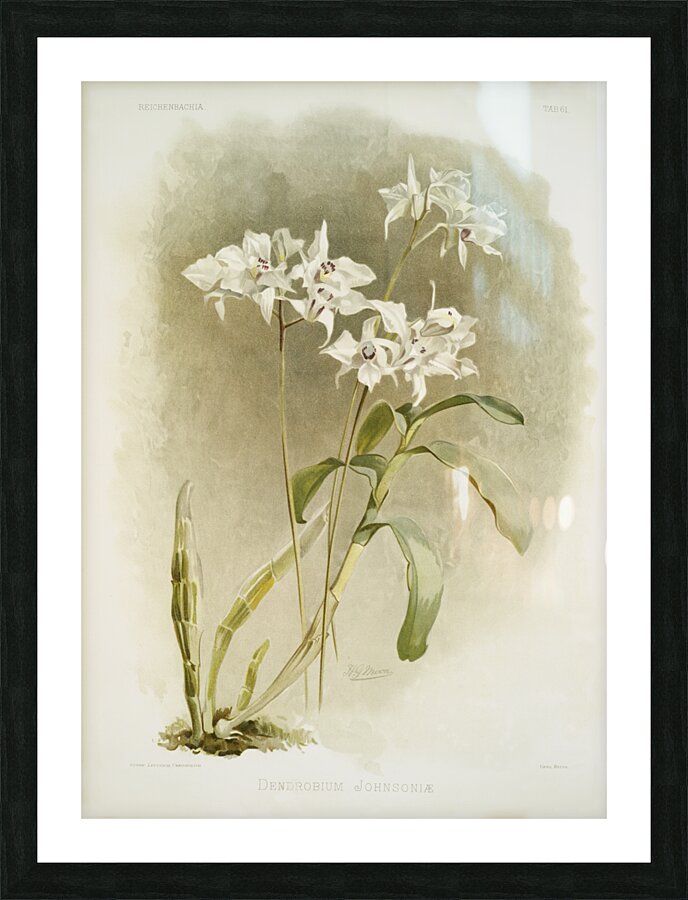 Dendrobium Johnsoniæ from Reichenbachia Orchids 1888-1894 illustrated by Frederick Sander 1847-1920.  Picture Frame print