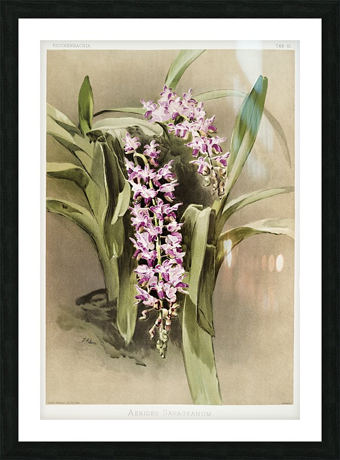 Aërides savageanum from Reichenbachia Orchids 1888-1894 illustrated by Frederick Sander 1847-1920.  Picture Frame print