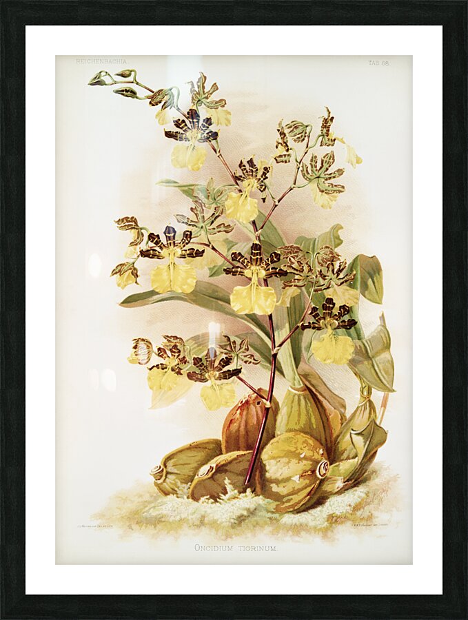 Oncidium tigrinum from Reichenbachia Orchids 1888-1894 illustrated by Frederick Sander 1847-1920.  Picture Frame print
