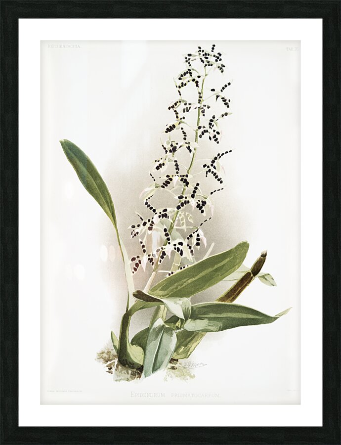 Epidendrum prismatocarpum from Reichenbachia Orchids 1888-1894 illustrated by Frederick Sander 1847-1920.  Picture Frame print