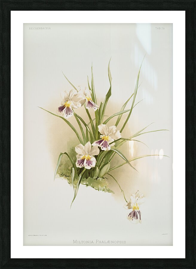 Miltonia phalænopsis from Reichenbachia Orchids 1888-1894 illustrated by Frederick Sander 1847-1920.  Picture Frame print