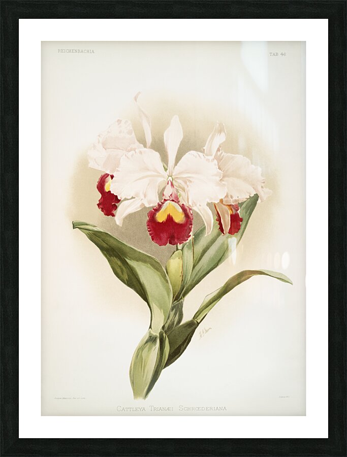 Cattleya trianaei schroederiana from Reichenbachia Orchids 1888-1894 illustrated by Frederick Sander 1847-1920.  Picture Frame print