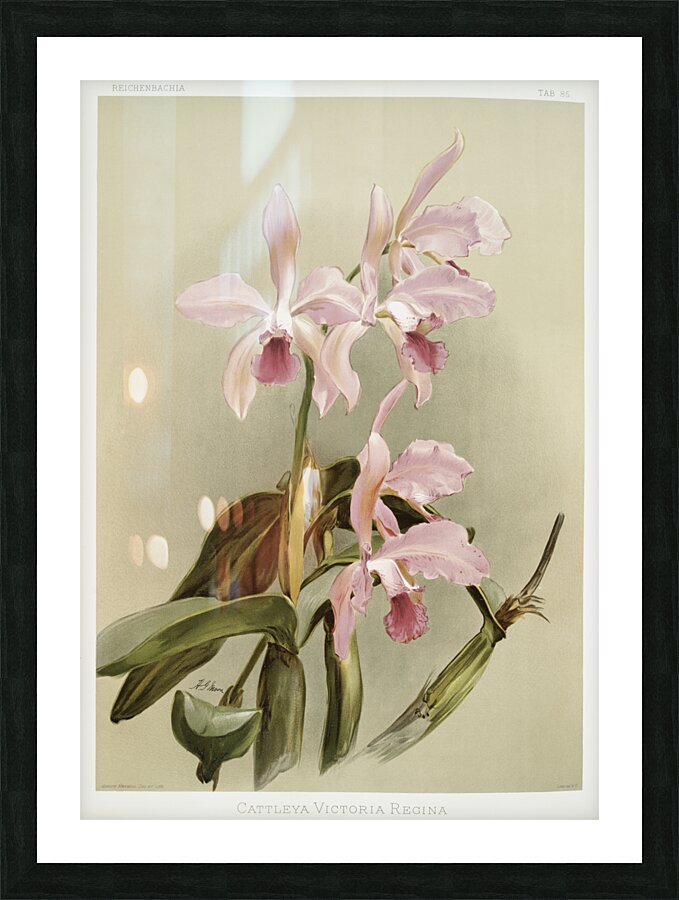 Cattleya victoria regina from Reichenbachia Orchids 1888-1894 illustrated by Frederick Sander 1847-1920.  Picture Frame print