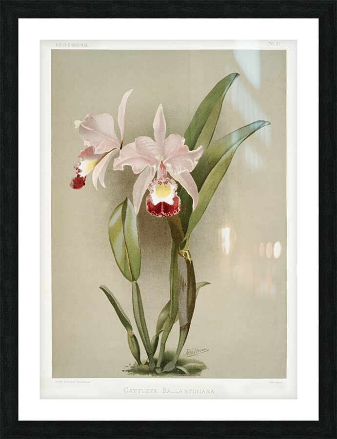 Cattleya victoria regina from Reichenbachia Orchids 1888-1894 illustrated by Frederick Sander 1847-1920.  Picture Frame print