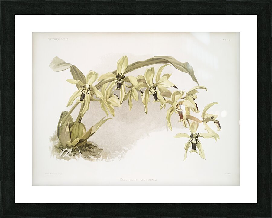 Coelogyne pandurata from Reichenbachia Orchids 1888-1894 illustrated by Frederick Sander 1847-1920.  Picture Frame print