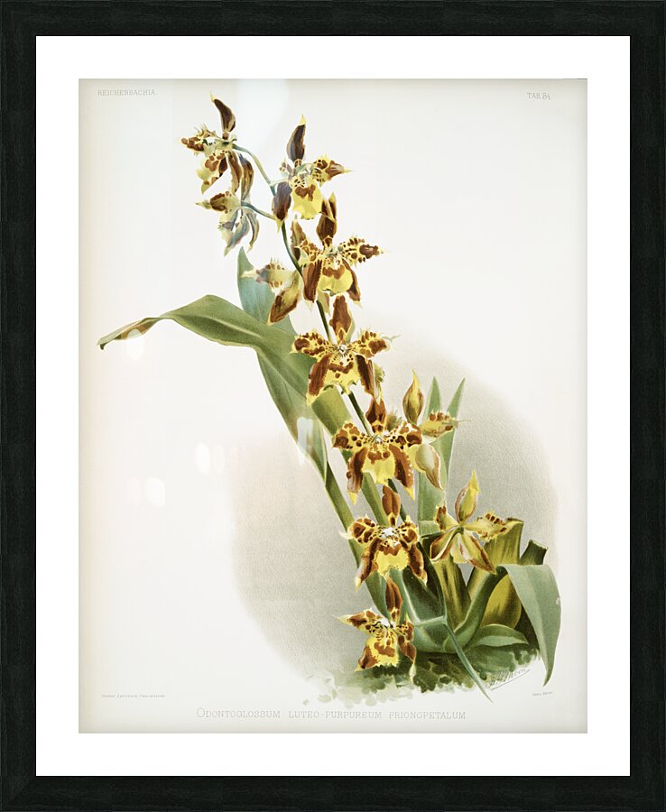 Odontoglossum luteo-purpureum prionopetalum from Reichenbachia Orchids 1888-1894 illustrated by Frederick Sander 1847-1920.  Picture Frame print