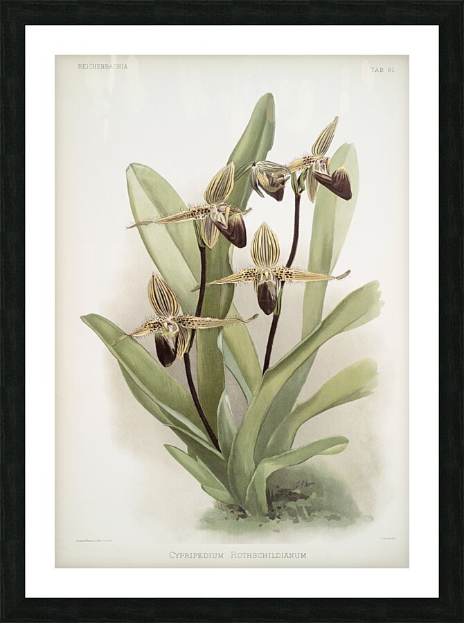 Cypripedium rothschildianum from Reichenbachia Orchids 1888-1894 illustrated by Frederick Sander 1847-1920.  Picture Frame print