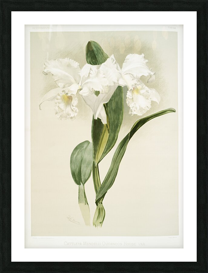 Cattleya mendelii quorndon house var from Reichenbachia Orchids 1888-1894 illustrated by Frederick Sander 1847-1920.  Picture Frame print