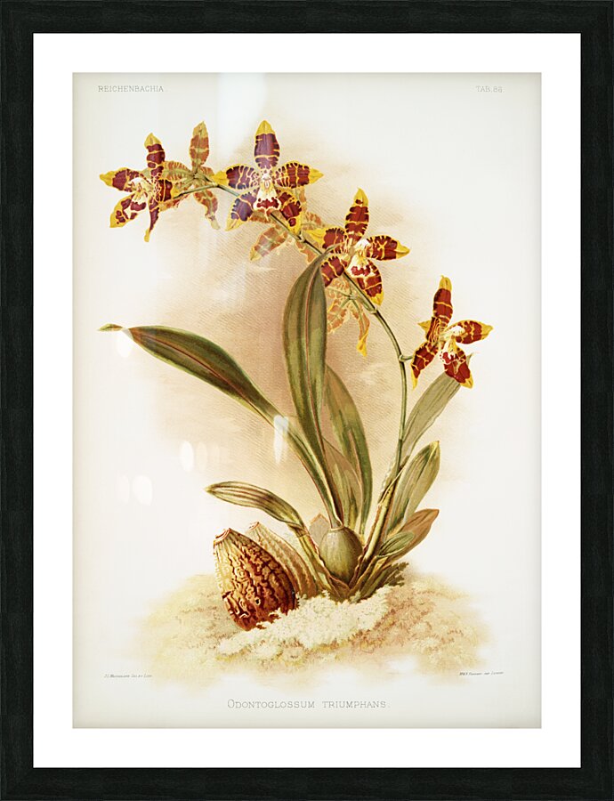 Odontoglossum triumphans from Reichenbachia Orchids 1888-1894 illustrated by Frederick Sander 1847-1920.  Picture Frame print