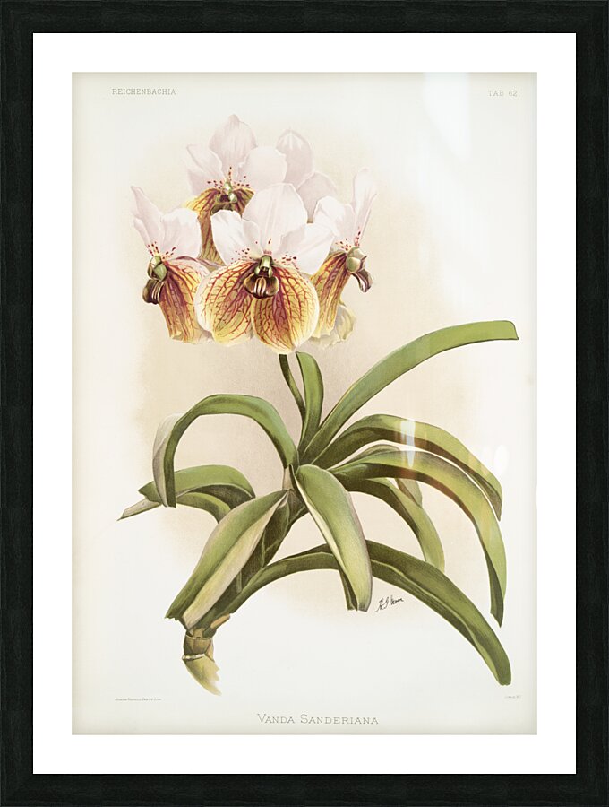 Vanda sanderiana from Reichenbachia Orchids 1888-1894 illustrated by Frederick Sander 1847-1920.  Picture Frame print