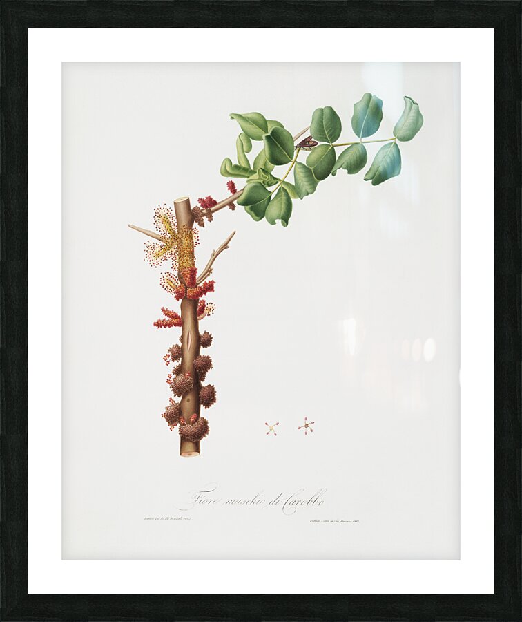 Carob flower Ceratonia siliqua from Pomona Italiana 1817 - 1839 by Giorgio Gallesio 1772-1839.  Picture Frame print