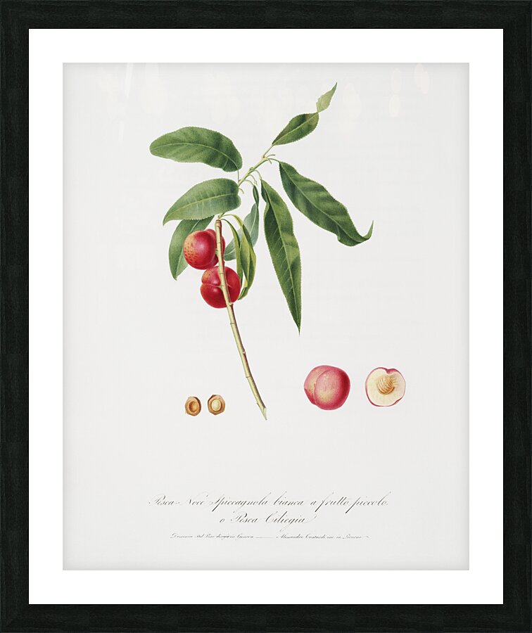 Apricot Pesca Ciliegia from Pomona Italiana 1817 - 1839 by Giorgio Gallesio 1772-1839.  Picture Frame print