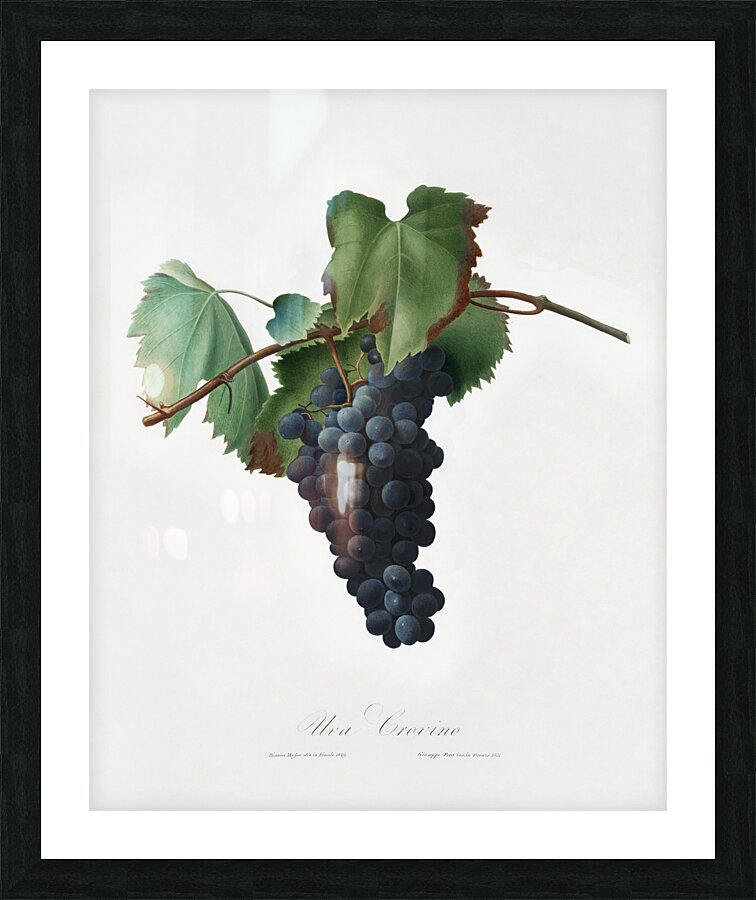 Peach Persica amygdalus from Pomona Italiana 1817 - 1839 by Giorgio Gallesio 1772-1839.  Picture Frame print