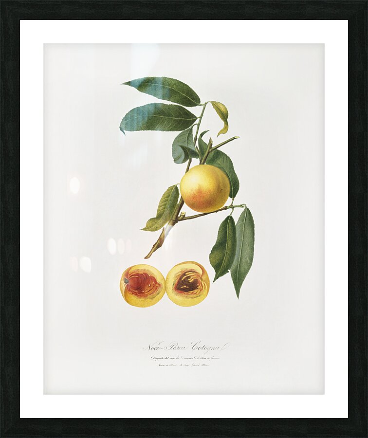 Peach Prunus persica from Pomona Italiana 1817 - 1839 by Giorgio Gallesio 1772-1839.  Picture Frame print