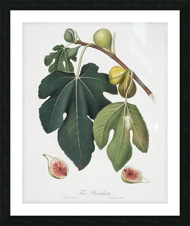 Fig Ficus carica sativa from Pomona Italiana 1817 - 1839 by Giorgio Gallesio 1772-1839.  Picture Frame print