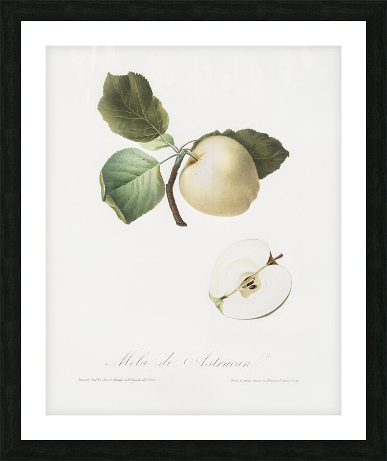 Astracan Apple Malus astracanensis from Pomona Italiana 1817 - 1839 by Giorgio Gallesio 1772-1839.  Impression et Cadre photo