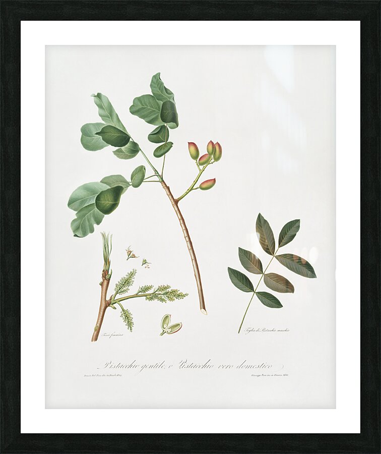 Pistachio Pistacia vera from Pomona Italiana 1817 - 1839 by Giorgio Gallesio 1772-1839.  Picture Frame print
