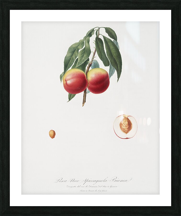 Peach Persica psillidermis from Pomona Italiana 1817 - 1839 by Giorgio Gallesio 1772-1839.  Picture Frame print