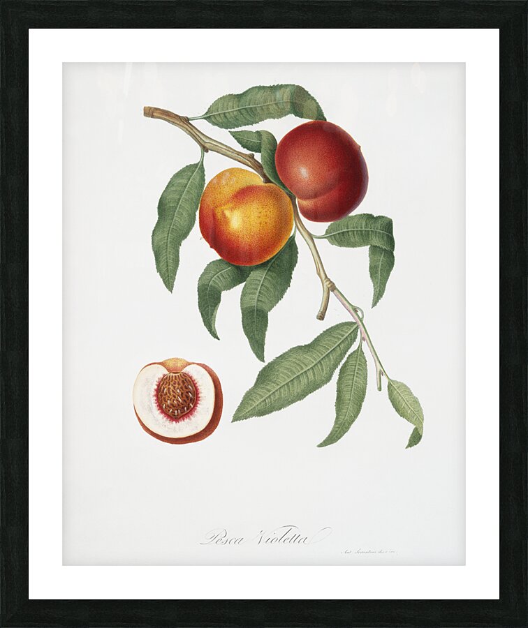 Walnut Persica violacea from Pomona Italiana 1817 - 1839 by Giorgio Gallesio 1772-1839.  Picture Frame print