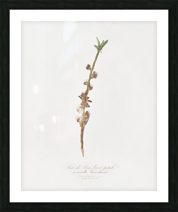 Peach flower Prunus persica from Pomona Italiana 1817 - 1839 by Giorgio Gallesio 1772-1839.  Picture Frame print