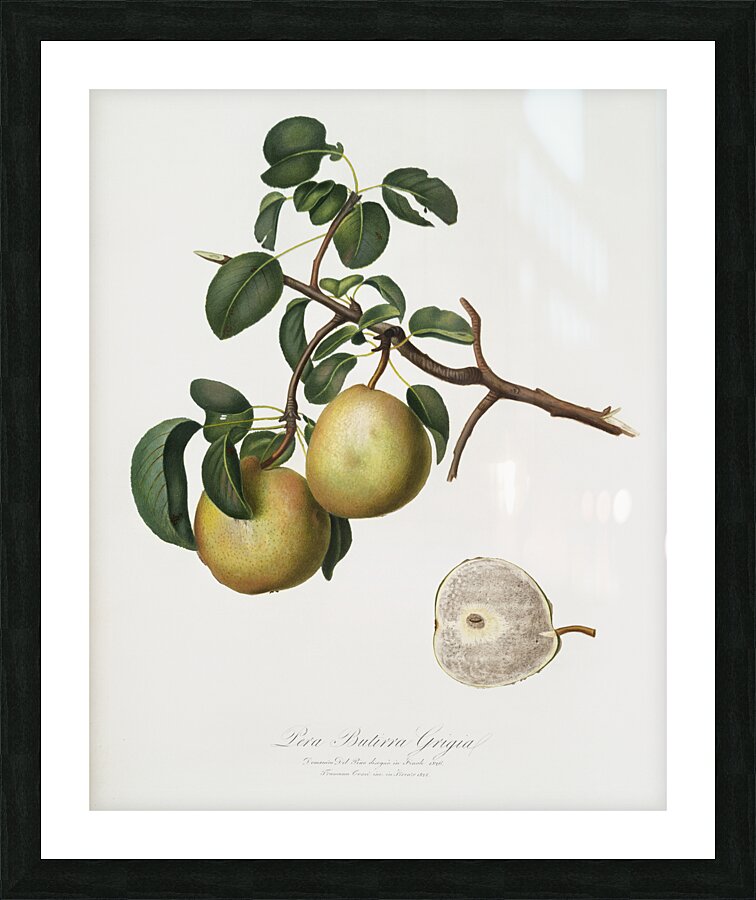 Pear Pyrus regalis from Pomona Italiana 1817 - 1839 by Giorgio Gallesio 1772-1839.  Picture Frame print
