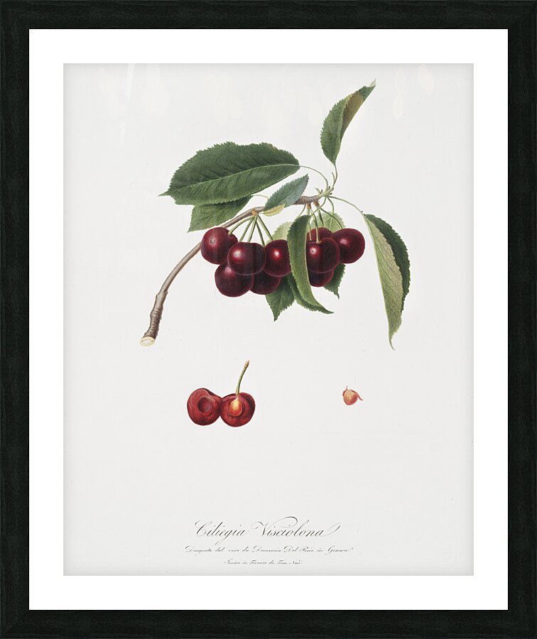Cherry Cerasus visciola from Pomona Italiana 1817 - 1839 by Giorgio Gallesio 1772-1839.  Picture Frame print