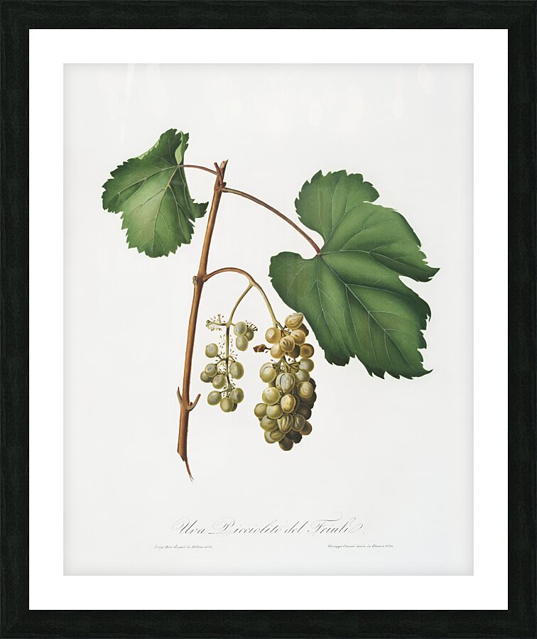 Friuili grape Vitis vinifera Forojuliensis from Pomona Italiana 1817 - 1839 by Giorgio Gallesio 1772-1839.  Picture Frame print