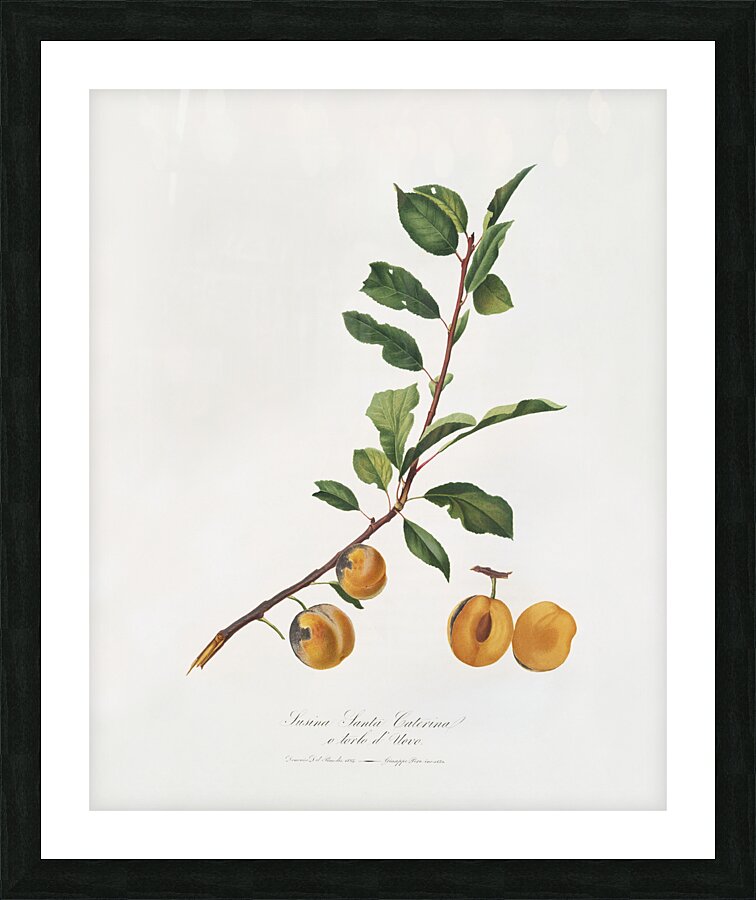 Apricot Prunus Sanctae Catherinae from Pomona Italiana 1817 - 1839 by Giorgio Gallesio 1772-1839.  Picture Frame print