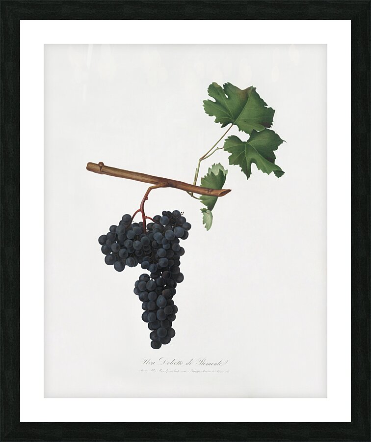 Apricot Prunus Sanctae Catherinae from Pomona Italiana 1817 - 1839 by Giorgio Gallesio 1772-1839.  Picture Frame print