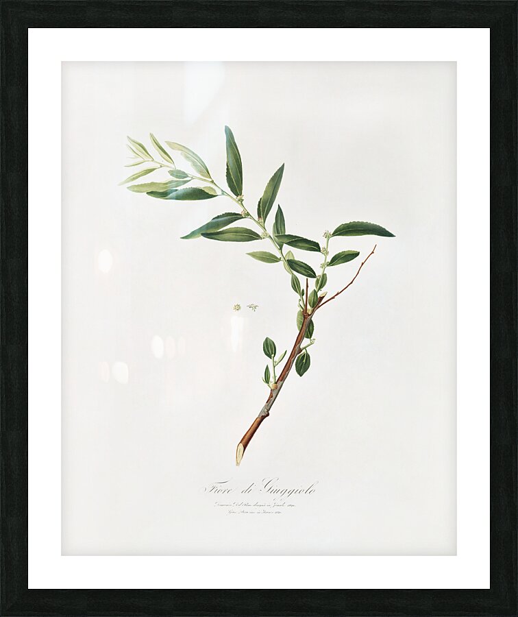 Jujube Fiorazione del Giuggiolo from Pomona Italiana 1817 - 1839 by Giorgio Gallesio 1772-1839.  Picture Frame print