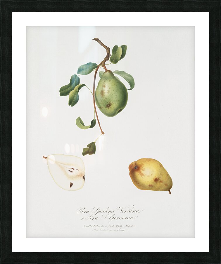 Jujube Fiorazione del Giuggiolo from Pomona Italiana 1817 - 1839 by Giorgio Gallesio 1772-1839.  Picture Frame print