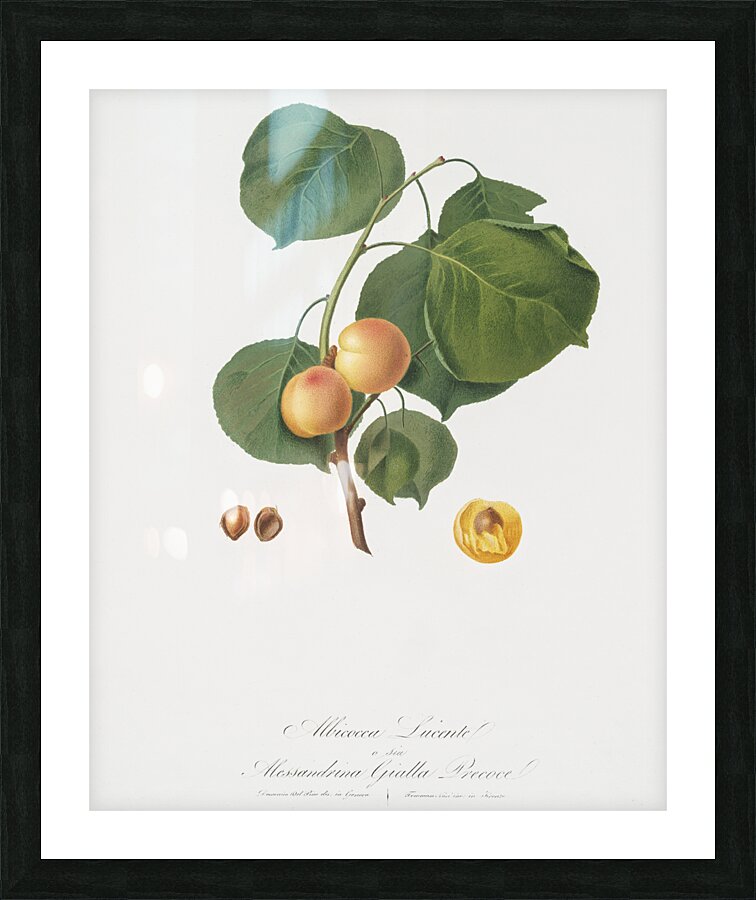 Grape vine Vitis vinifera Niciensis from Pomona Italiana 1817 - 1839 by Giorgio Gallesio 1772-1839.  Picture Frame print