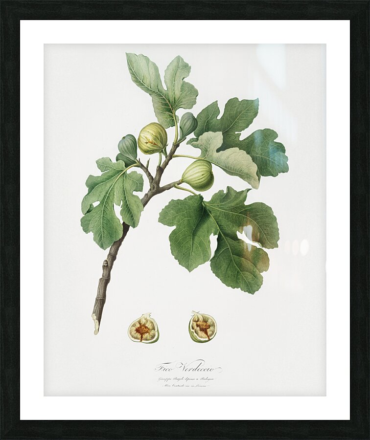 Fig Ficus carica from Pomona Italiana 1817 - 1839 by Giorgio Gallesio 1772-1839.  Picture Frame print