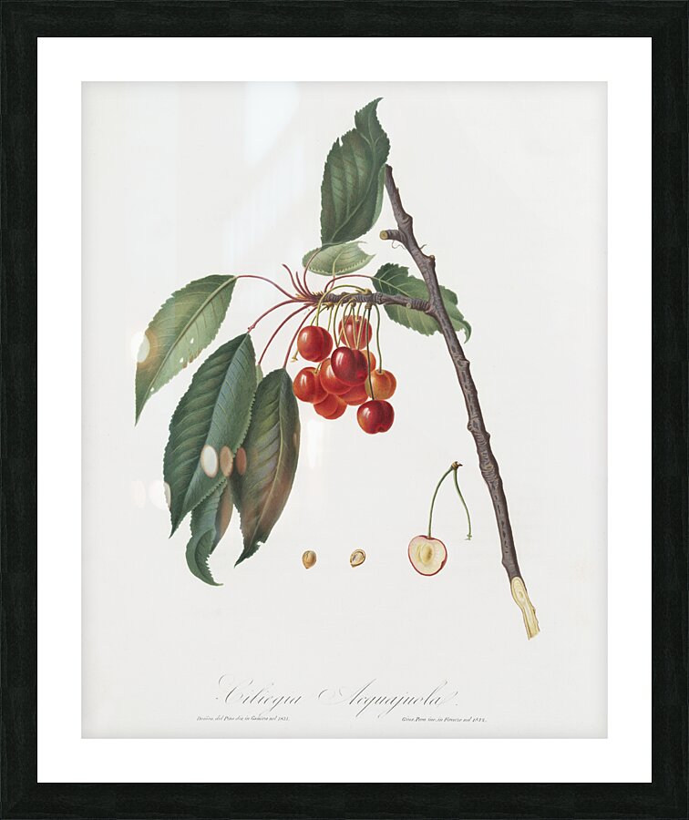 Cherry Prunus avium from Pomona Italiana 1817 - 1839 by Giorgio Gallesio 1772-1839.  Picture Frame print
