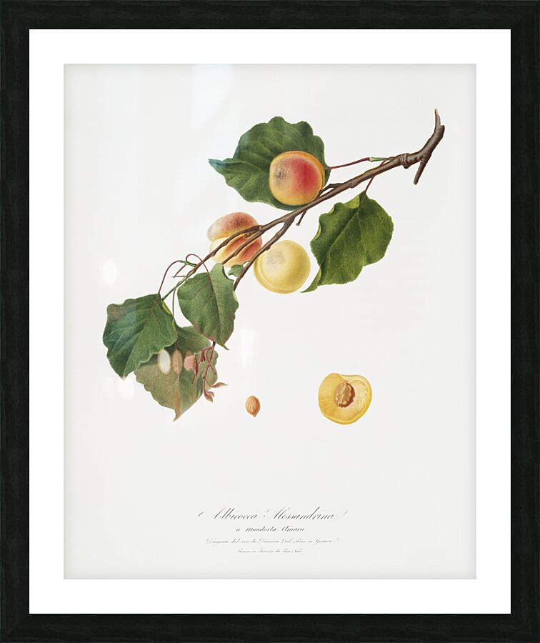 Apricot Armeniaca Alexandrina from Pomona Italiana 1817 - 1839 by Giorgio Gallesio 1772-1839.  Picture Frame print