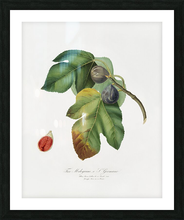 Apricot Armeniaca Alexandrina from Pomona Italiana 1817 - 1839 by Giorgio Gallesio 1772-1839.  Picture Frame print