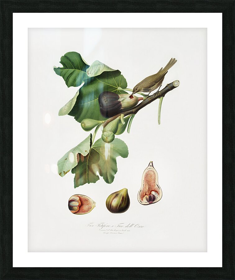 Fig Ficus carica sativa from Pomona Italiana 1817 - 1839 by Giorgio Gallesio 1772-1839.  Picture Frame print