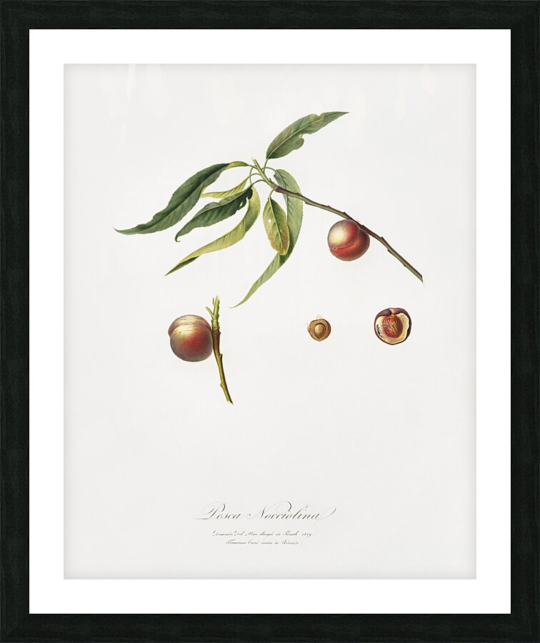 Peach Prunus persica from Pomona Italiana 1817 - 1839 by Giorgio Gallesio 1772-1839.  Picture Frame print
