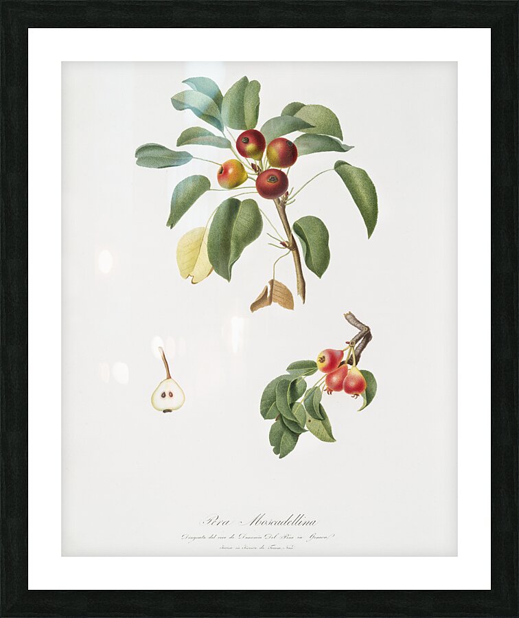 Musky pear Pyrus sativa from Pomona Italiana 1817 - 1839 by Giorgio Gallesio 1772-1839.  Picture Frame print