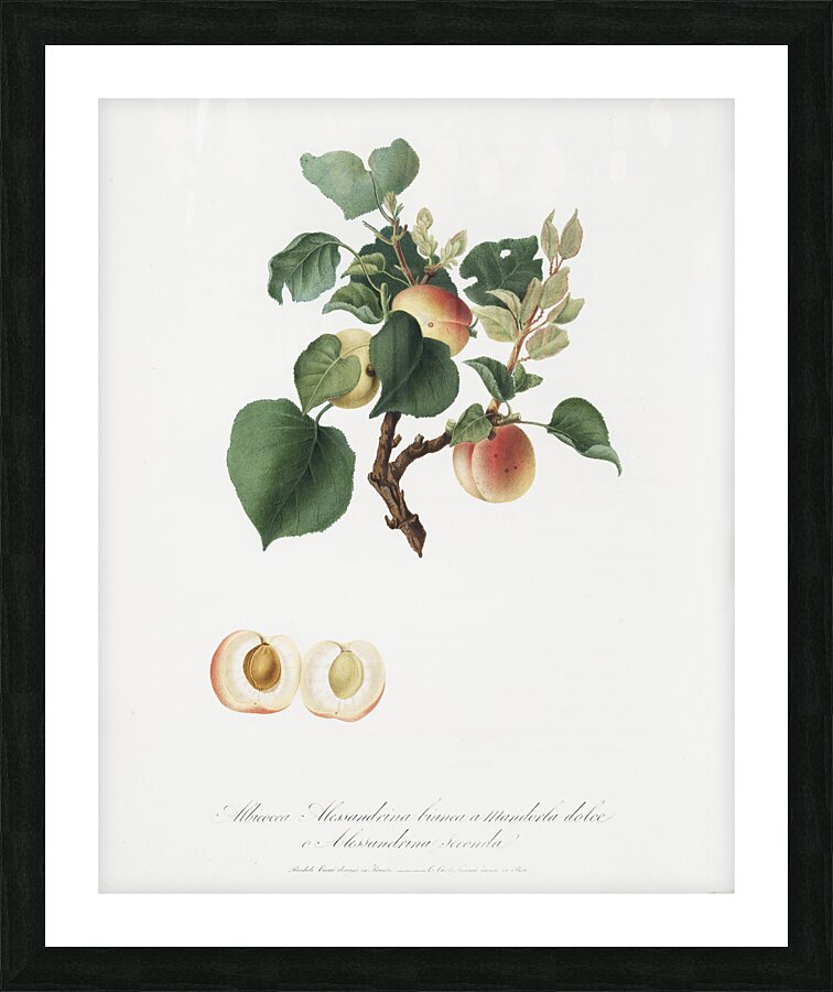Apricot Alessandrina seconda from Pomona Italiana 1817 - 1839 by Giorgio Gallesio 1772-1839.  Picture Frame print