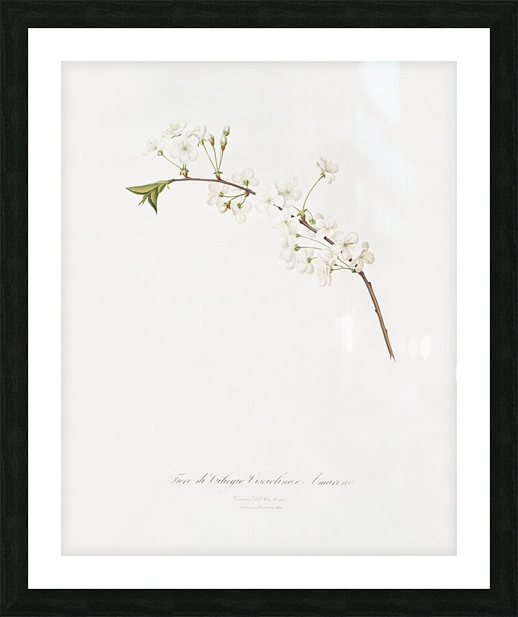 Amarena cherry flower Prunus cerasus from Pomona Italiana 1817 - 1839 by Giorgio Gallesio 1772-1839.  Picture Frame print