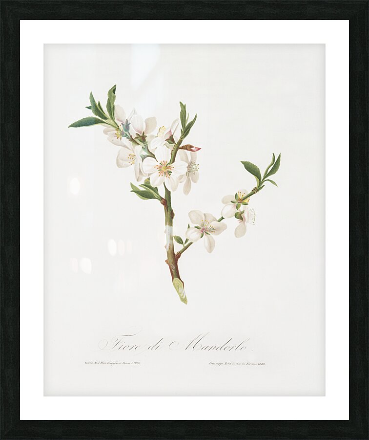 Almond tree flower Prunus dulcis from Pomona Italiana 1817 - 1839 by Giorgio Gallesio 1772-1839.  Picture Frame print