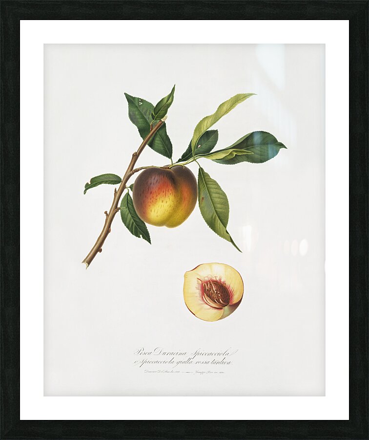 Peach Prunus persica from Pomona Italiana 1817 - 1839 by Giorgio Gallesio 1772-1839.  Picture Frame print
