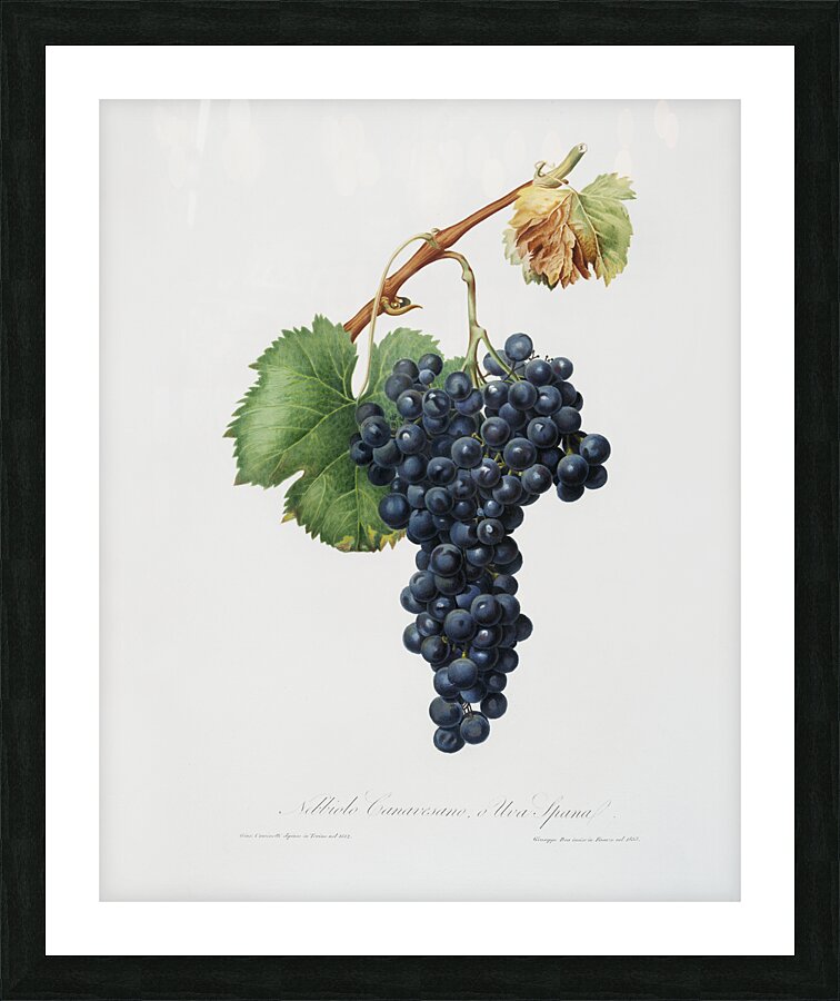 Grape Spanna Vitis vinifera Pedemontana from Pomona Italiana 1817 - 1839 by Giorgio Gallesio 1772-1839.  Picture Frame print